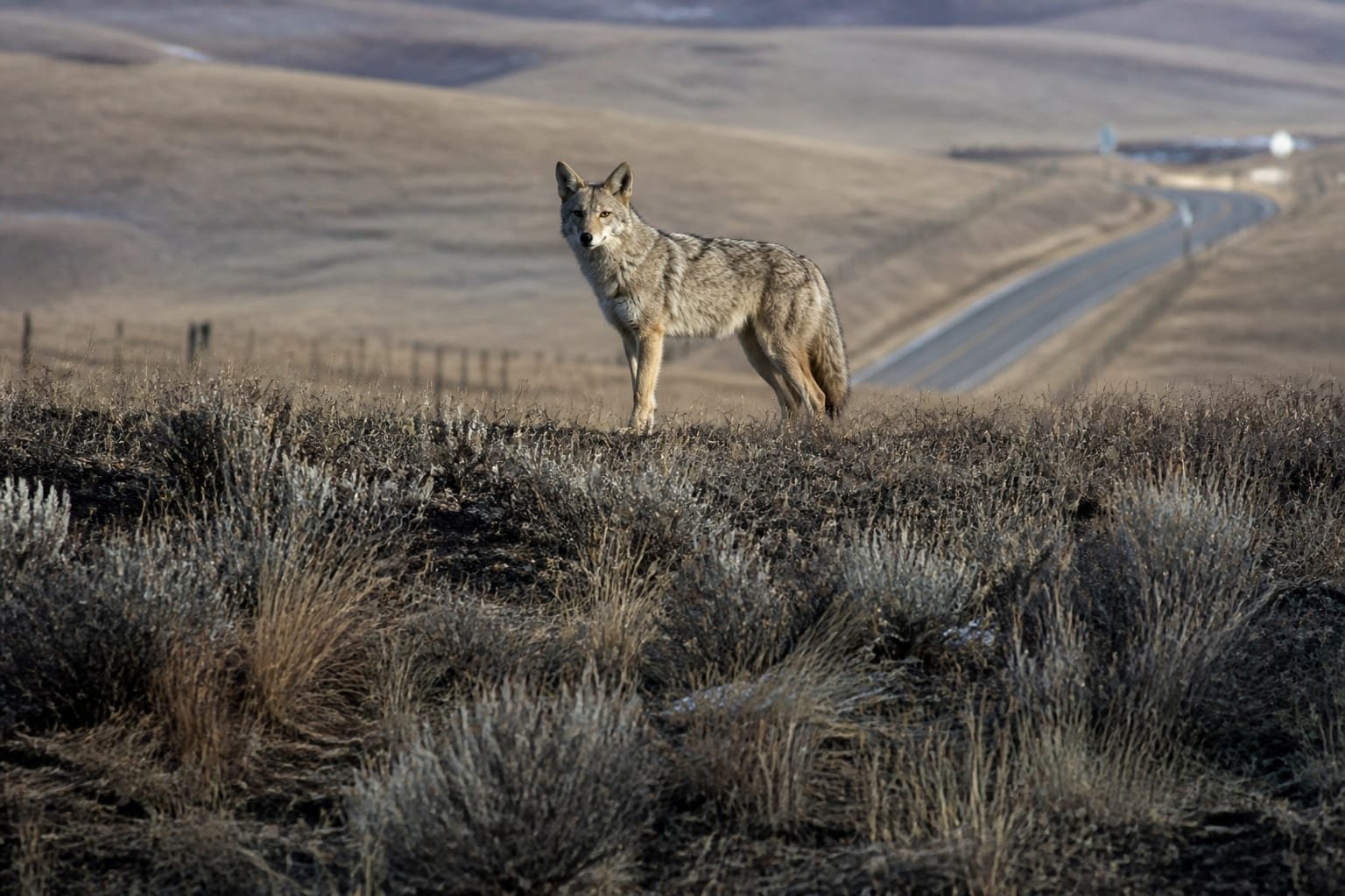 Rule Lets Accidental Killing of Endangered Species Stand